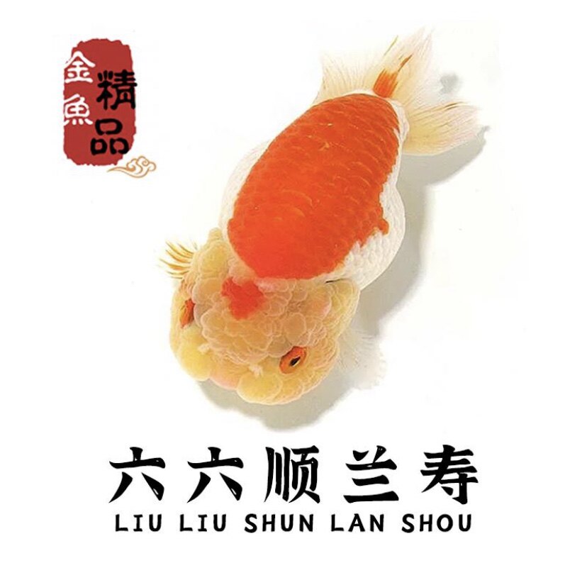 六六顺兰寿金鱼
