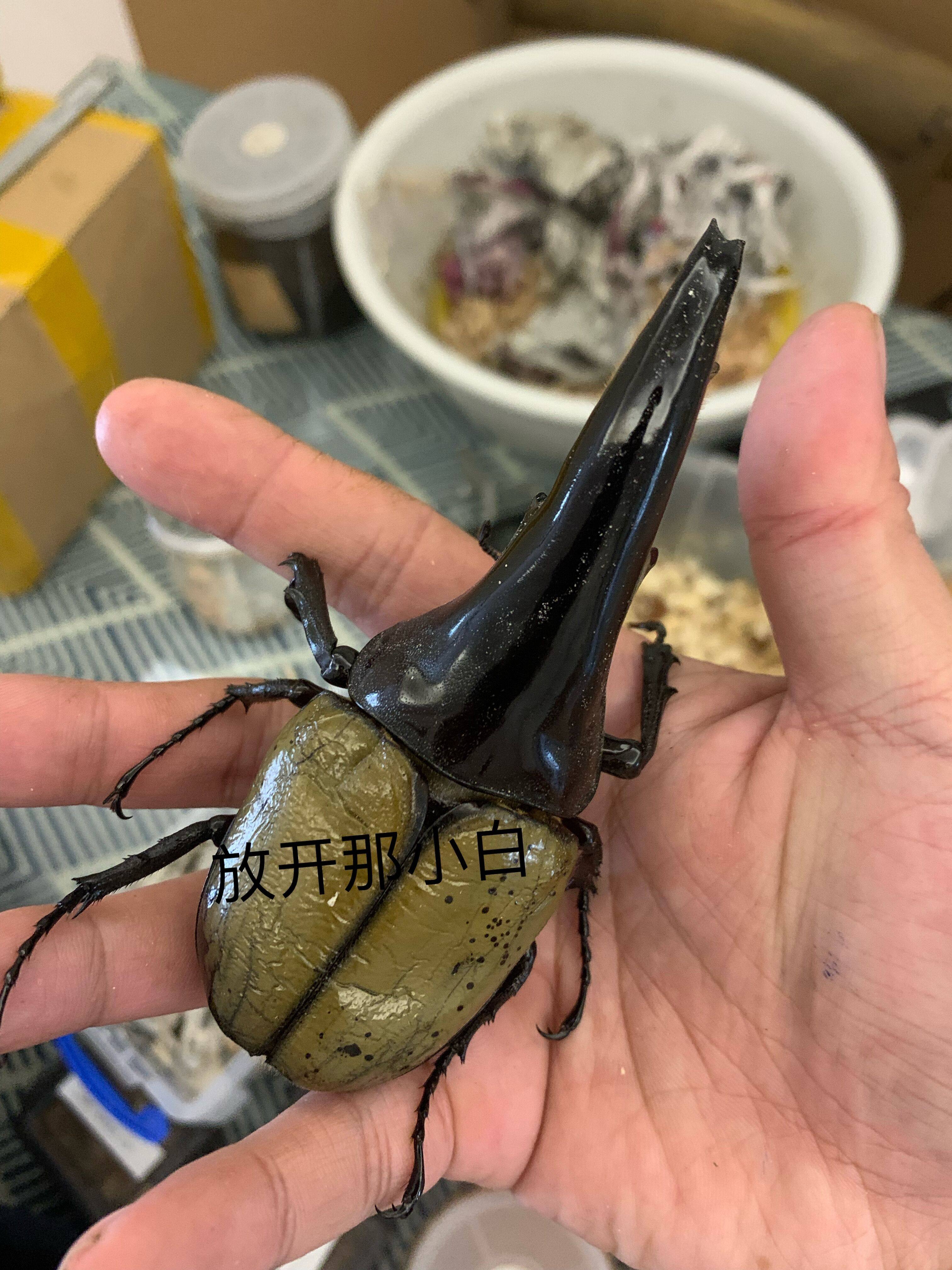 Golden Silkworm Big Pocket-C68 Meteor Series