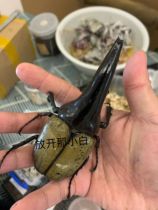 The C68 meteor series of gold silk silk large peddle larvae corner of the coarse corner