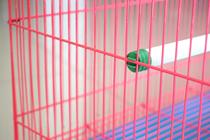 Special price grinding claw stick parrot standing rod Bird cage supplies accessories rod starling birds nest standing rod