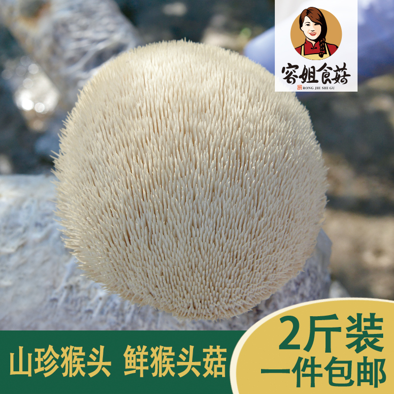 Rongjie mushroom fresh lion's head mushroom 2 kg Gutian specialty ordinary express fresh monkey head mushroom stomach nourishing hot pot