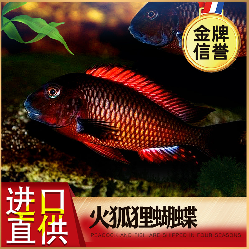 Three Lakes Cichlids Fire Fox Butterfly Fish Ornamental Fish Tropical Fish Cichlids