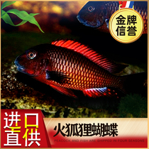 Three Lakes SNAPPER FIRE FOX BUTTERFLY FISH ORNAMENTAL FISH TROPICAL FISH CUPPA SNAPPER SNAPPER DISC TIGER PIRYONG KING