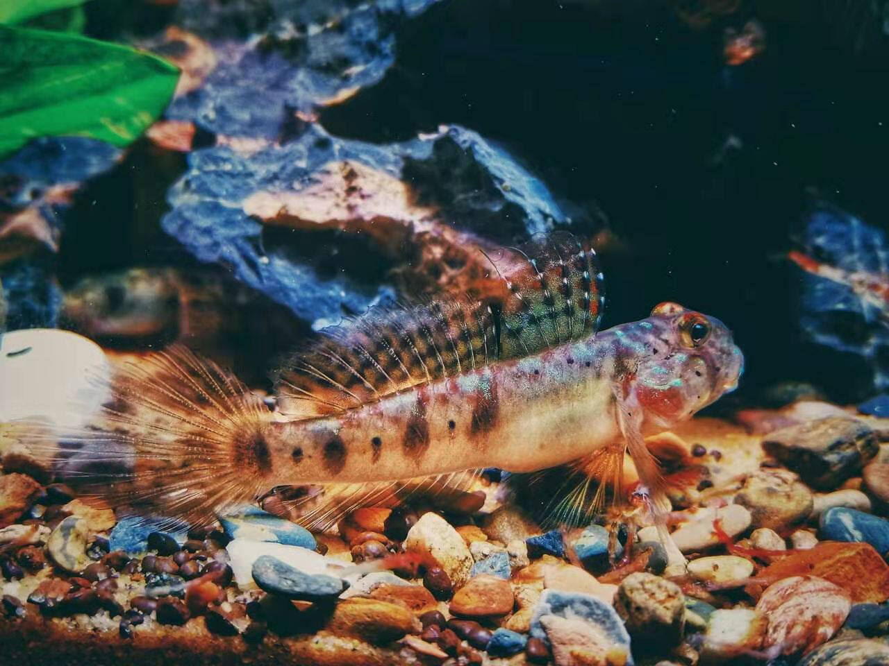 (Imported rare gobies) Tip-fin oligo-scale goby tip-tip shark