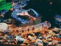 (Imported Rare Shrimp Tiger) Tip Fin Oligopy Shrimps Tiger Tip Shark