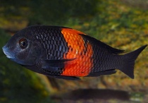 Triple Lake Tan Snapper Red Wide Yellow Broadband Butterfly Blue Face Pearl Twin Starred Fox Pineal Tiger Leather Ornamental Tropical Fish