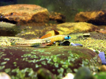 (Imported Rare Shrimp Tiger) Taiwan produces black fin branches and shrimps with black fins.