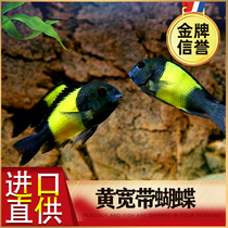 Triple Lake Tzu Snapper Snapper Red Wide Yellow Broadband Butterfly Pearl Twin Starred Fox Pineal Dish Ornamental Tropical Fish Dragon King