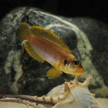 Three Lakes SNAPPER SNAPPER GOLD BIKER BELLE MARBELLE YELLOW SAILS YELLOW SAILS SKY BIRD DIAMONDS BAY SMALL VAT SMALL