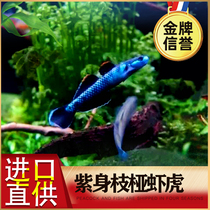 Purple Body Branches Shrimp tiger Purple Body Branches of Purple Light Red Waist Emerald Rare Shrimp Tiger Fish Native Fish Group Tours