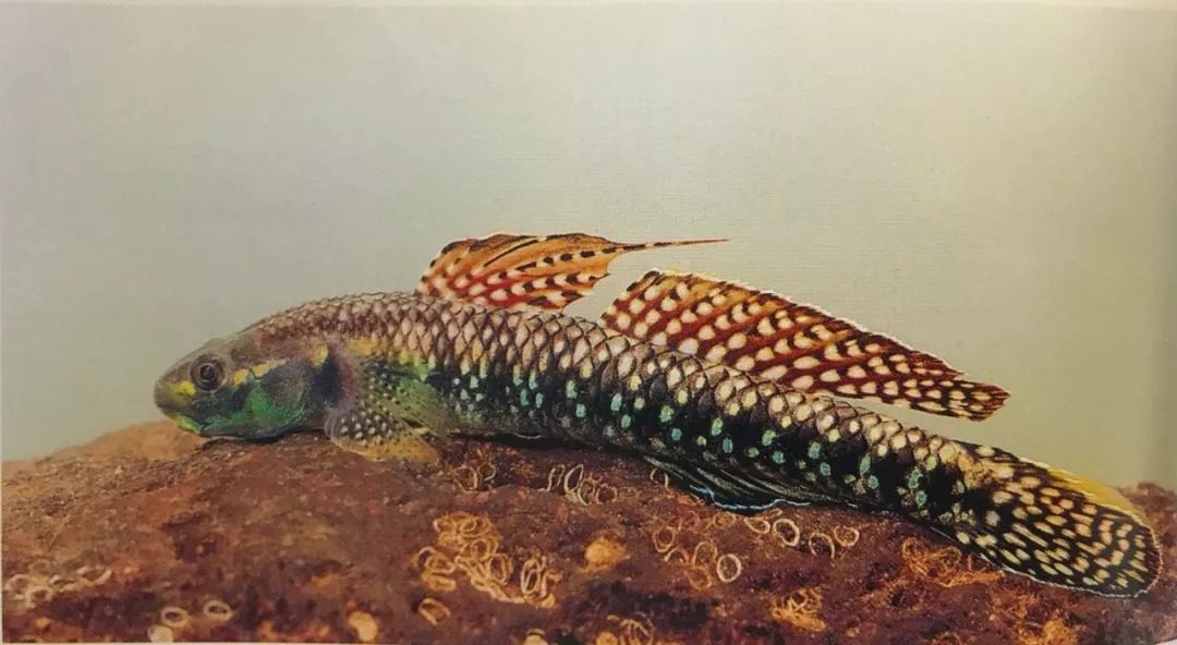 Beautiful branch tooth goby Electric light red waist Emerald Rare goby fish Stream native fish