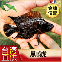 Wild Black Spray Tiger Gold Head Tiger Gold Tiger White Spray Tiger Three Lakes snapper snapper Freshwater Live Ornamental Fish