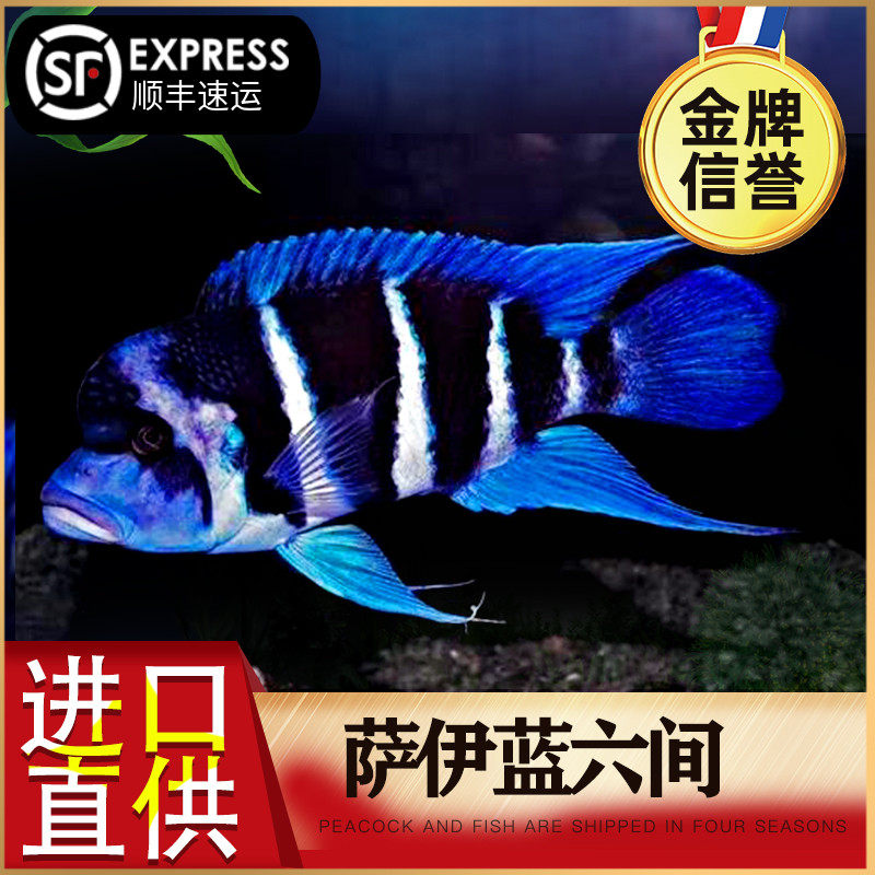 Imported Three Lakes Cichlids Crown Goose Head Say Blue Six Tan Snappers Live Tropical Ornamental Fish