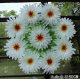 Cheap chrysanthemum large wreath Qingming flower fake flower tomb-sweeping flower simulation plastic flower sacrificial flower cemetery decorative flower