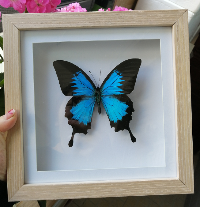 永福百貨 昆蟲標本大藍閃蝶歡樂女神蝶閃蝶morpho Didus真蝴蝶標本裝飾畫生日禮物 Yahoo奇摩拍賣