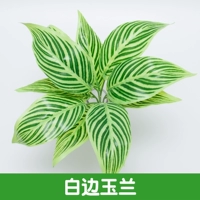 1 ветвь павлина синего и белого края магнолия