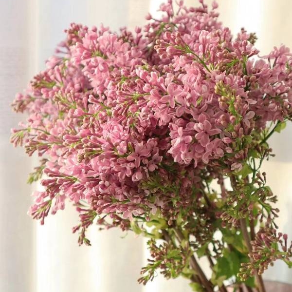 Dutch Import Special Class Large Cloves Clear Scent Flowers Home Vases Flower Arrangement Fresh Cut Flowers Upscale Floral Materials Cisterone Shipping 