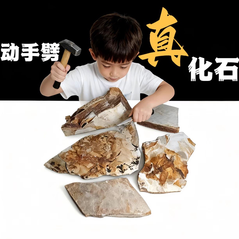 Natural Paleontological Wolffin Fish Fossil, DIY Fish Fossil Excavation, Archaeological Fossil Excavation Teaching Specimen