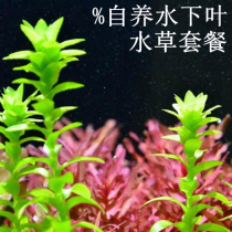 Open tank water grass package Dutch landscape red grass green grass underwater leaves Ussuri algae big red leaves red and green court