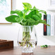 Large special transparent glass vase hydroponic dinosaur egg green radish flower pot fish tank round water plant utensils