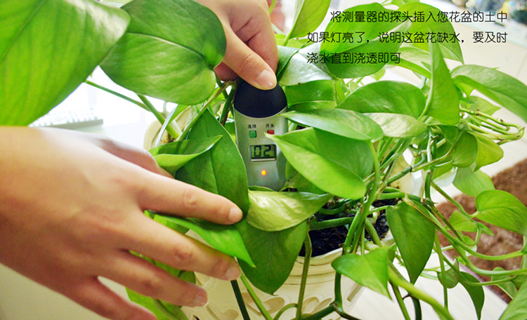 Hoa và cây, khay chậu, cây, hoa, tưới nước, thiết bị đo lường, giá hoa, dụng cụ làm vườn, theo dõi độ ẩm - Nguồn cung cấp vườn thùng trồng cây