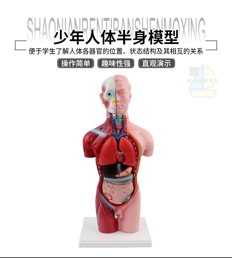 Body Semi-body Model Physical Equipment Teaching Experimental Equipment Instruments Supplies 39053 School Teaching Model-Taobao