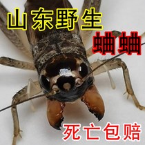 Crickets live insects oil gourd crickets wild crickets Shandong crickets crickets crickets crickets big teeth