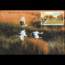 Chinese birds birds birds wildlife protection nature protection theme limit Film 1