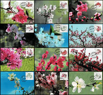 2013-6 Peach Blossom Stamps Extreme Postcard 12 Full Flower