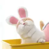 Милый шлем, шапка, аксессуар для волос, кролик, кот, домашний питомец