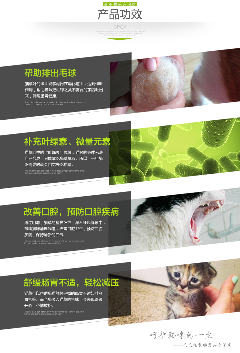 Mèo trồng cỏ đặt mèo ăn cỏ lúa mạch để tóc bóng mèo cỏ thủy canh mèo hạt giống mèo cỏ bạc hà trong chậu - Đồ ăn nhẹ cho mèo thức ăn tốt cho mèo