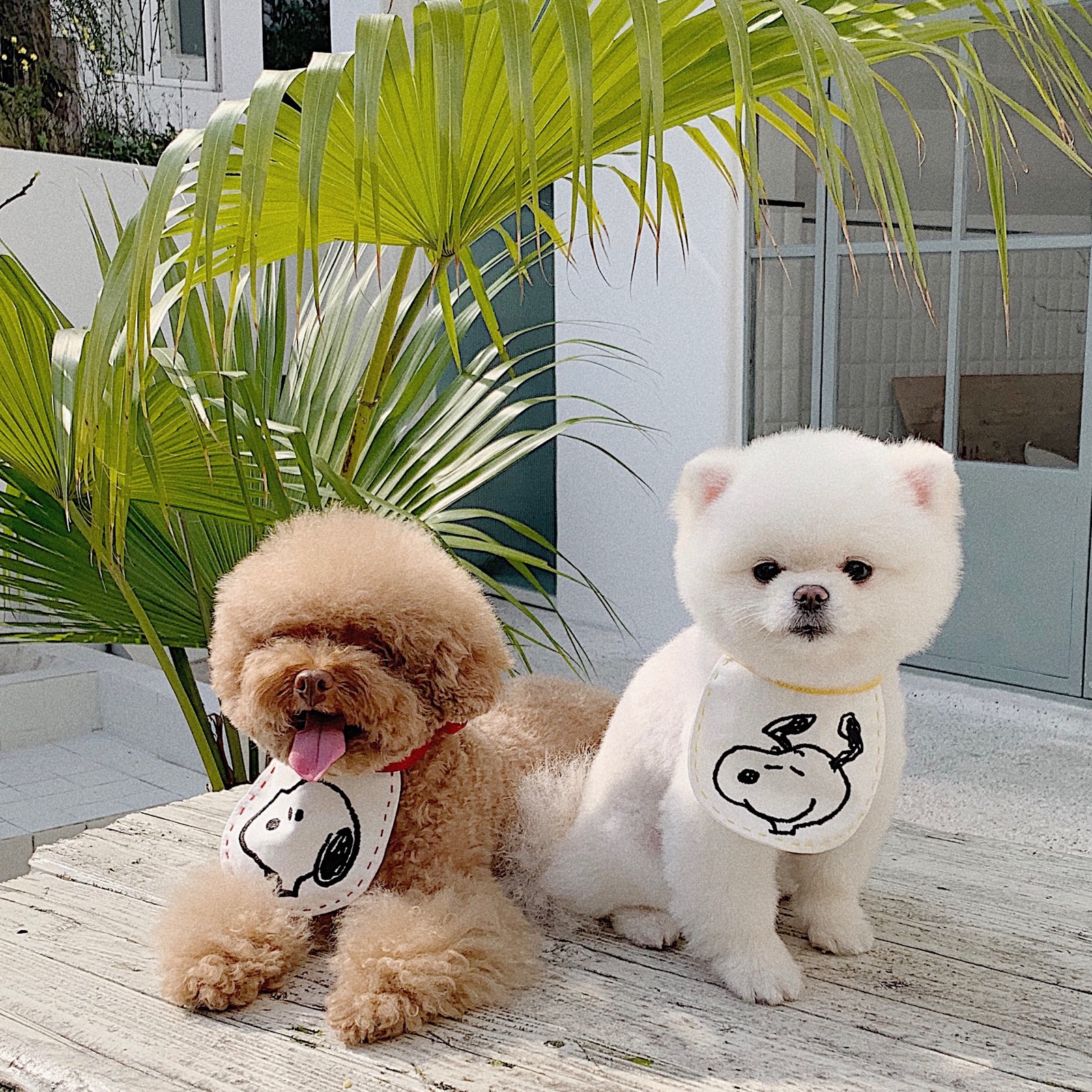 THE PAWS milk bag Belle stick cat and dog general Snoopy bib saliva towel 3 colors into the photo super cute