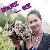 Dayaoshan Superior wild Ganoderma lucidum pruning natural Ganoderma lucidum bitter hong ling zhi sectionable openable powder