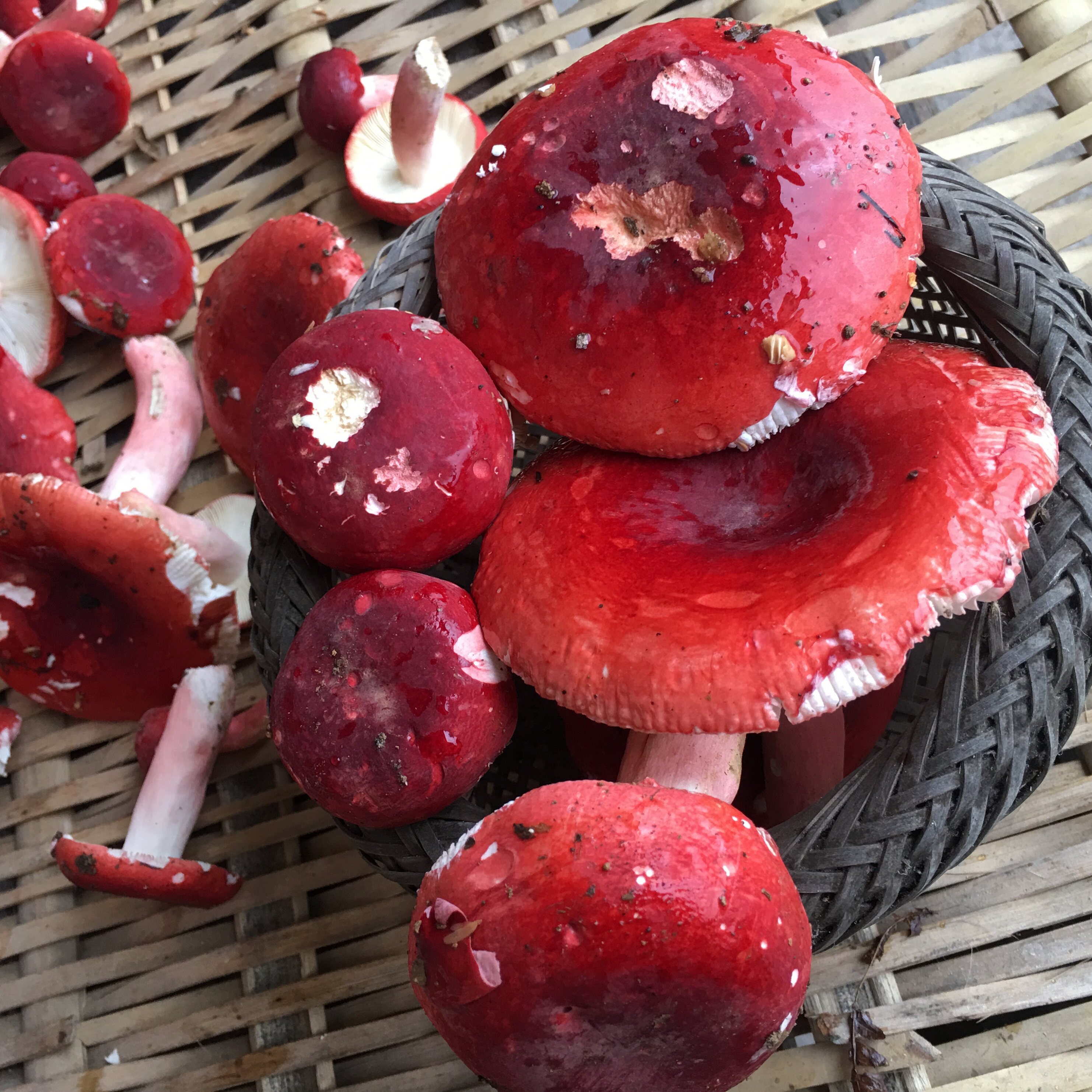 Guangxi Hezhou native product deep mountain pure wild red mushroom natural authentic dry red mushroom new 250g