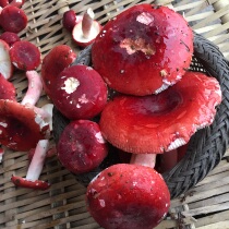 Guangxi Hezhou native specialty deep mountain pure wild red mushroom natural authentic dry red mushroom new 250g