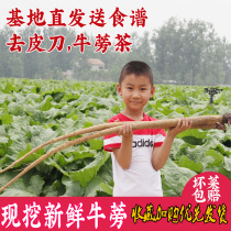 Fresh burdock root 5kg 2021 now digging Cangshan health herbs wild vegetables special raw material Bangbang gold tea