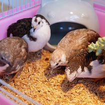 Lureed Chicken Mat Stock Fermentation Bed Strain Breeding Deodorized Animal Decomposition Stool Hamster Quail Mat Stock Parrot