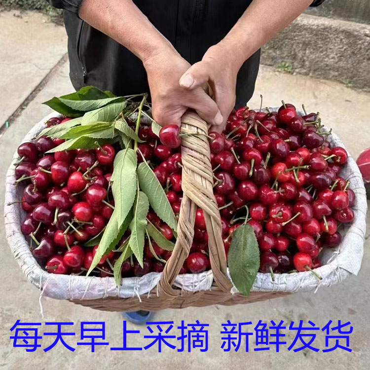 烟台龙泉大樱桃园