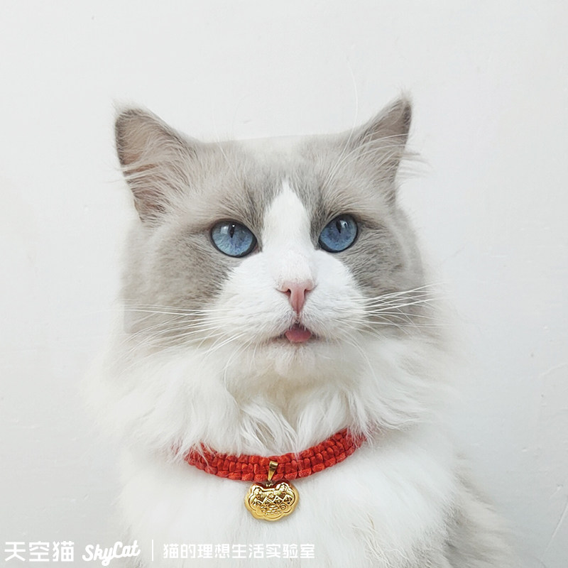 Sky cat cat long lock handmade cat necklace cat tag kitten with cute necklace pet accessories