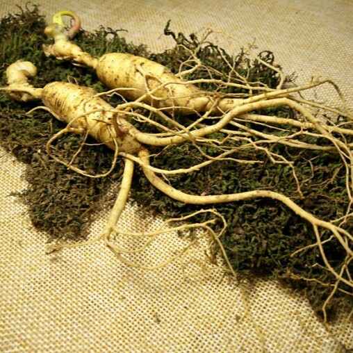 老汪头参茸自产直销店