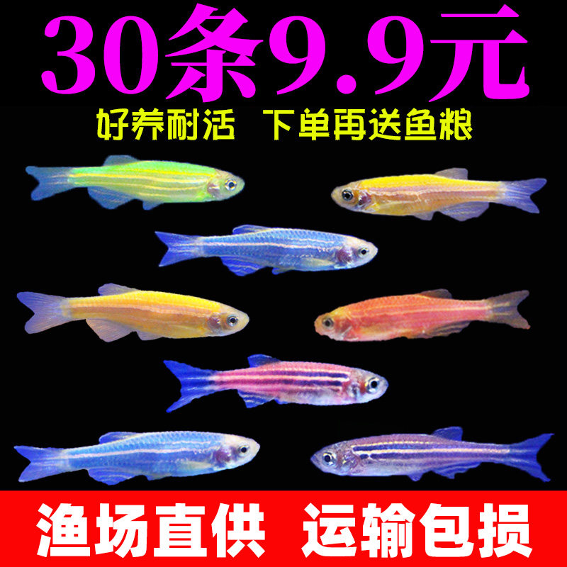 Tropical Ornamental Fish Fry Live Small Freshwater Good Breeding Traffic Lights Corgroup Tours Peacock Fish Fluorescent Green Apple Zebra Fish
