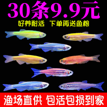 Tropical ornamental fish fry live small fresh water good traffic lights group swimming guppies fluorescent green apple zebrafish