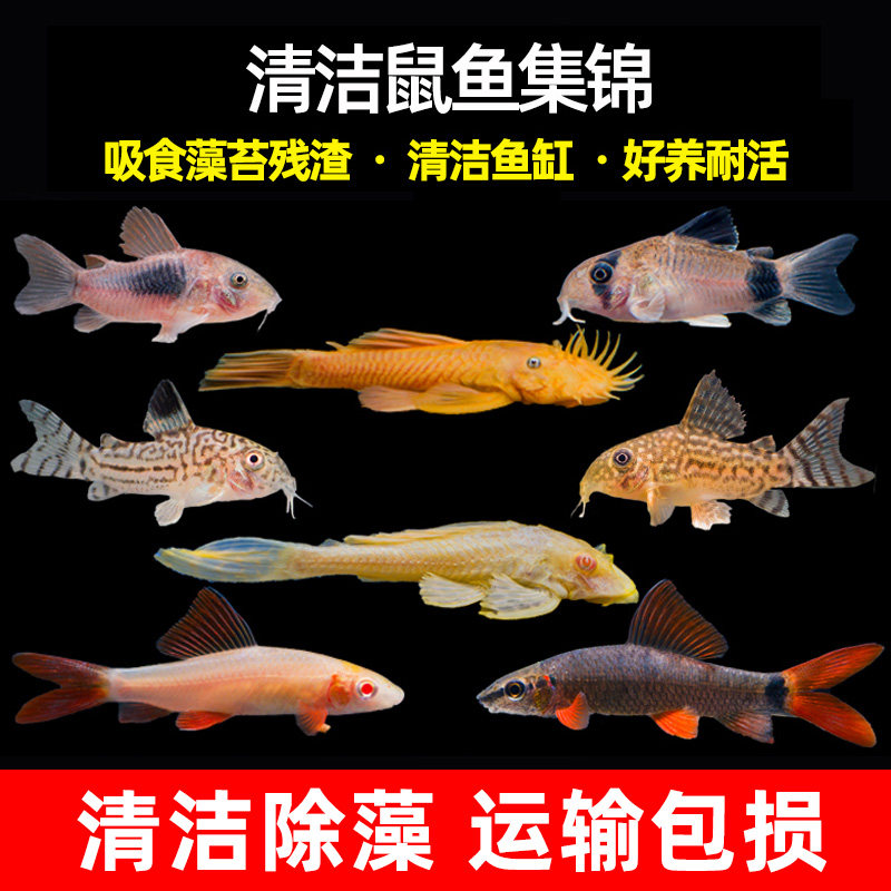 Rat Fish Gold Moss Clean Fish Eat Shit Garbage Removal Algae Tool Fish Small Tropical Freshwater Scavenger Fish Live