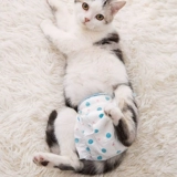 Кошачьи подгузники, моча, без мокрого кота, физиологические штаны, тетя, тетя, полотенце, мягкие брюки котенок кошка кошка