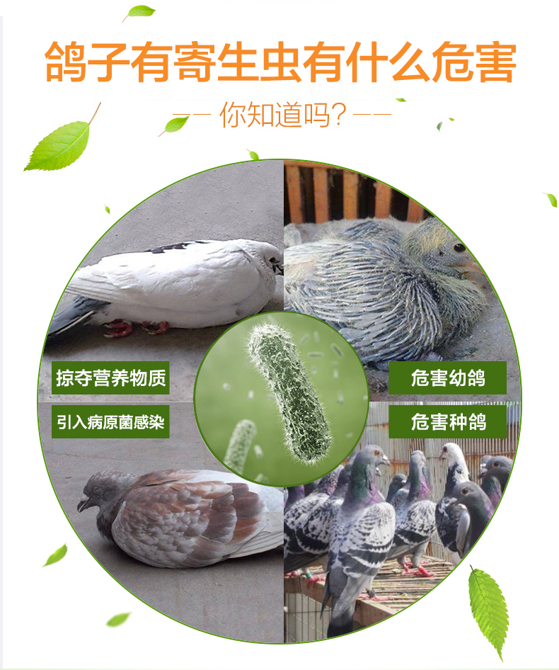 Thuốc bồ câu, Glider, Trichomonas vagis, coccidia, pigeon, worm, Clear, pigeon, vật tư, nước, bồ câu, tẩy giun - Chim & Chăm sóc chim Supplies lòng chim