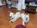 单片机设计工作室