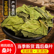 Feuille de mûrier séché Chinois à base dherbes médicinales mûrier thé au mûrier 500 gr sélectionnées mûre mûre feuille de mûrier crème de produits séchés après la poudre de feuilles de mûrier