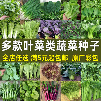 Complete collection of leafy vegetable seeds for potted plants in all seasons, easy to grow vegetable seeds