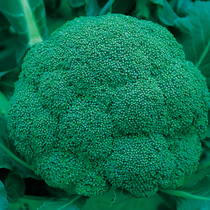 Broccoli seeds Broccoli seeds Cauliflower broccoli seeds Broccoli garden vegetable seeds