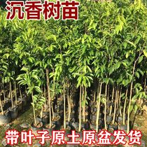 Zhengzong Fragrant Sapling Golden Silk Nanmu Wood Potted White Costus India Honolulu Small Leafy Purple Sandalwood Fry and Miao Miao